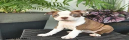 Boston Terrier dogs for sale: Rosa  - Ad 5