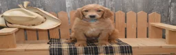 Goldendoodle dogs for sale: Branson - Ad 5