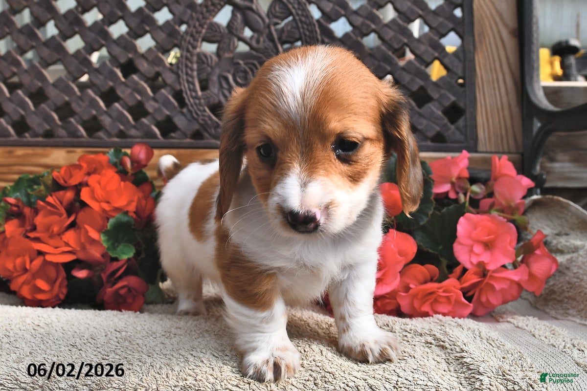 Miniature Dachshund dogs for sale: Bella   - Ad 4