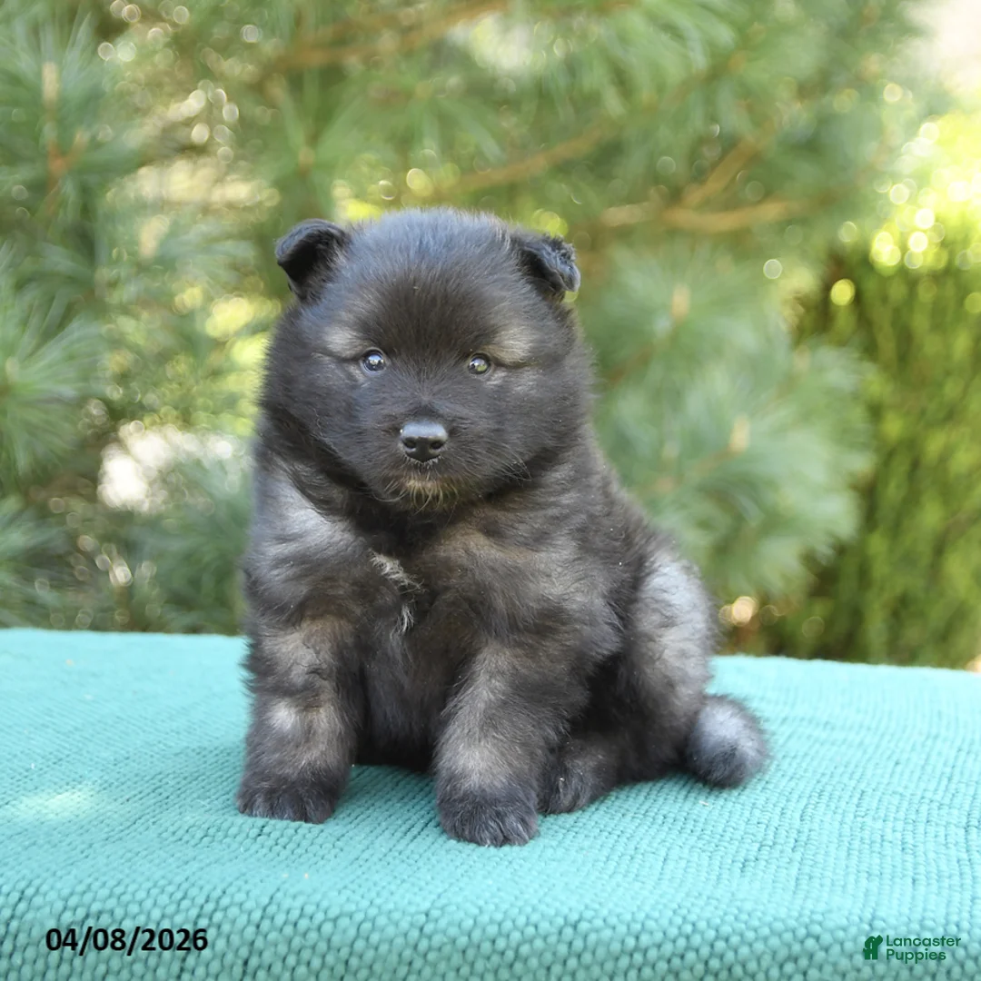 Keeshond dogs for sale: Bear - Ad 1