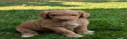 Goldendoodle dogs for sale: Annie  - Ad 12