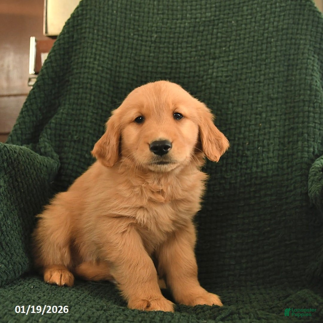 Golden Retriever dogs for sale: Ronald  - Ad 3