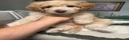 Mini Goldendoodle dogs for sale: Mini Goldendoodle 1 - Ad 14