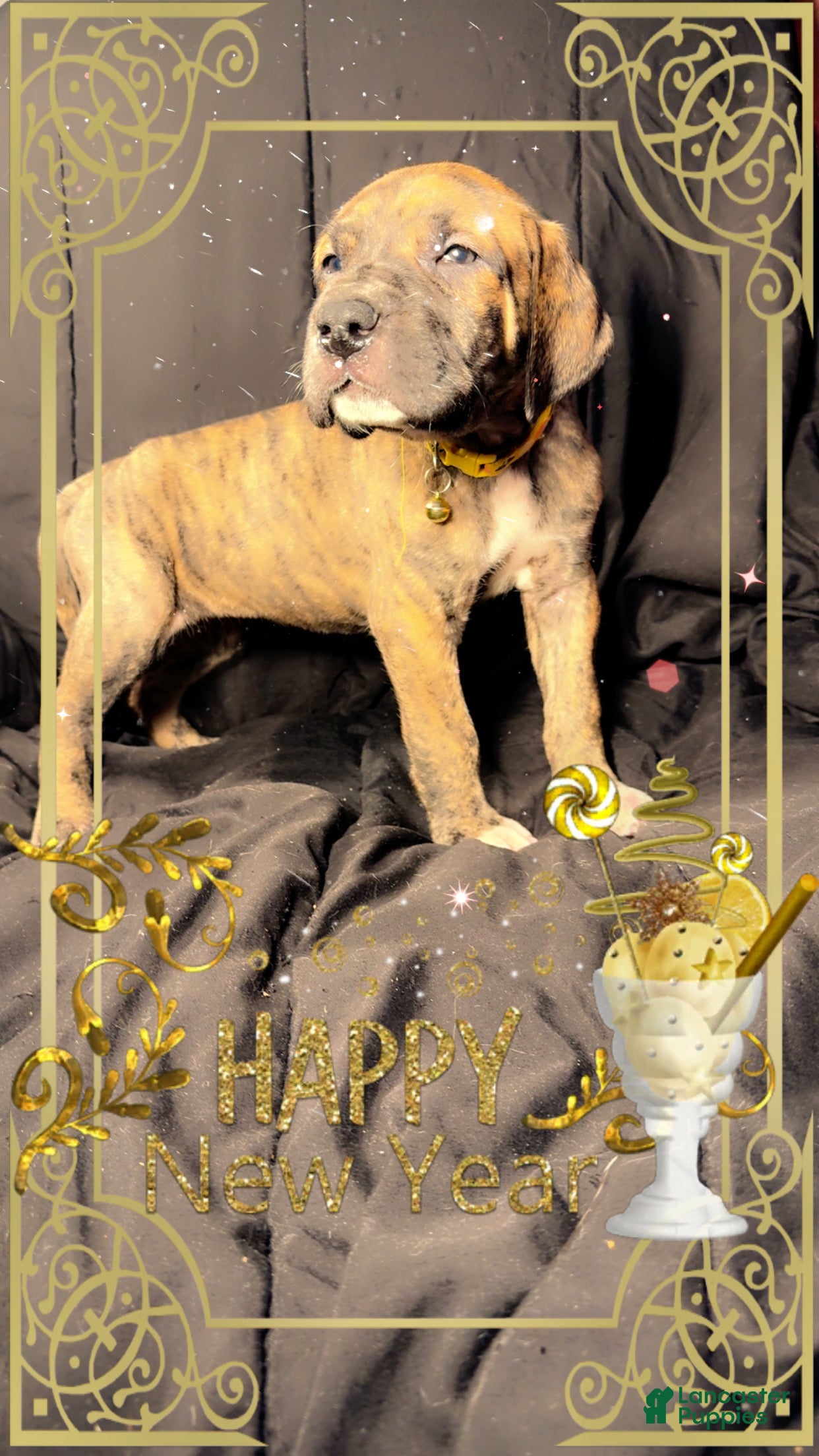 Great Dane dogs Francine - Ad 33