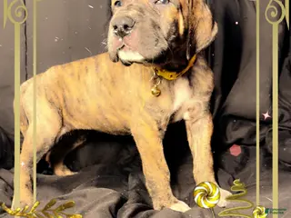 Great Dane dogs Francine - Ad 20