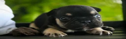 French Bulldog dogs for sale: Finn French Bulldog  - Ad 11