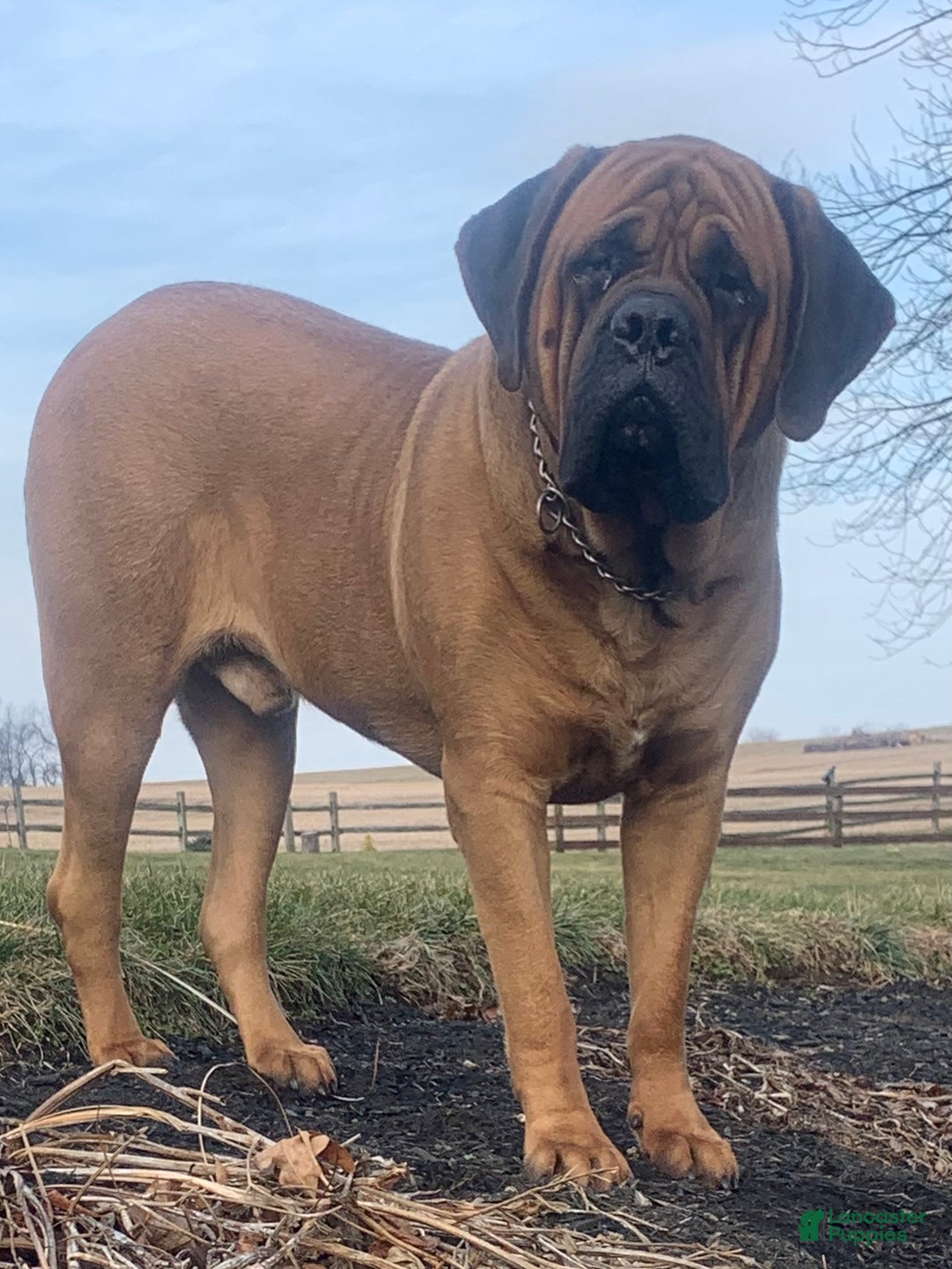 English Mastiff dogs for sale: Harley - Ad 3