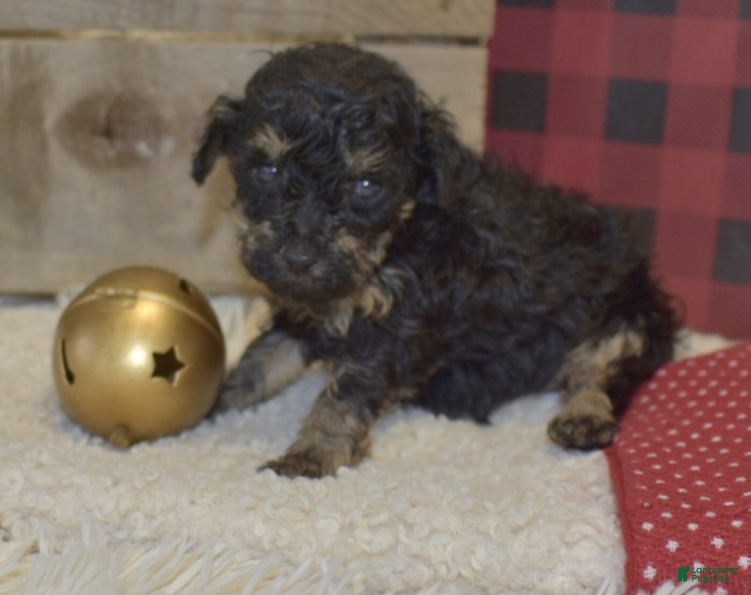 Toy Poodle dogs for sale: Kerrine - Ad 5