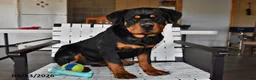 Rottweiler dogs for sale: Bella   - Ad 3