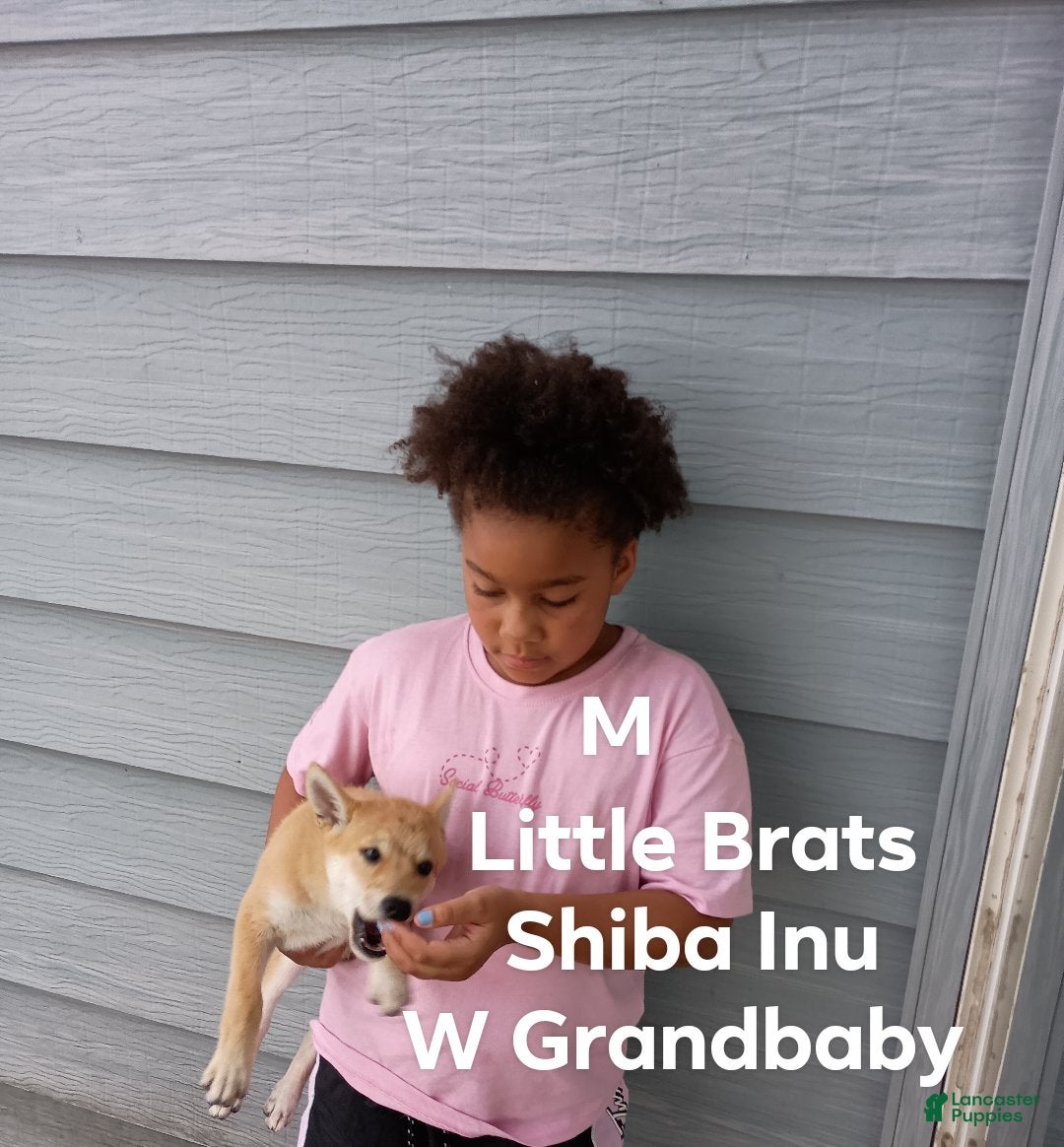 Shiba Inu dogs Red M - Ad 2