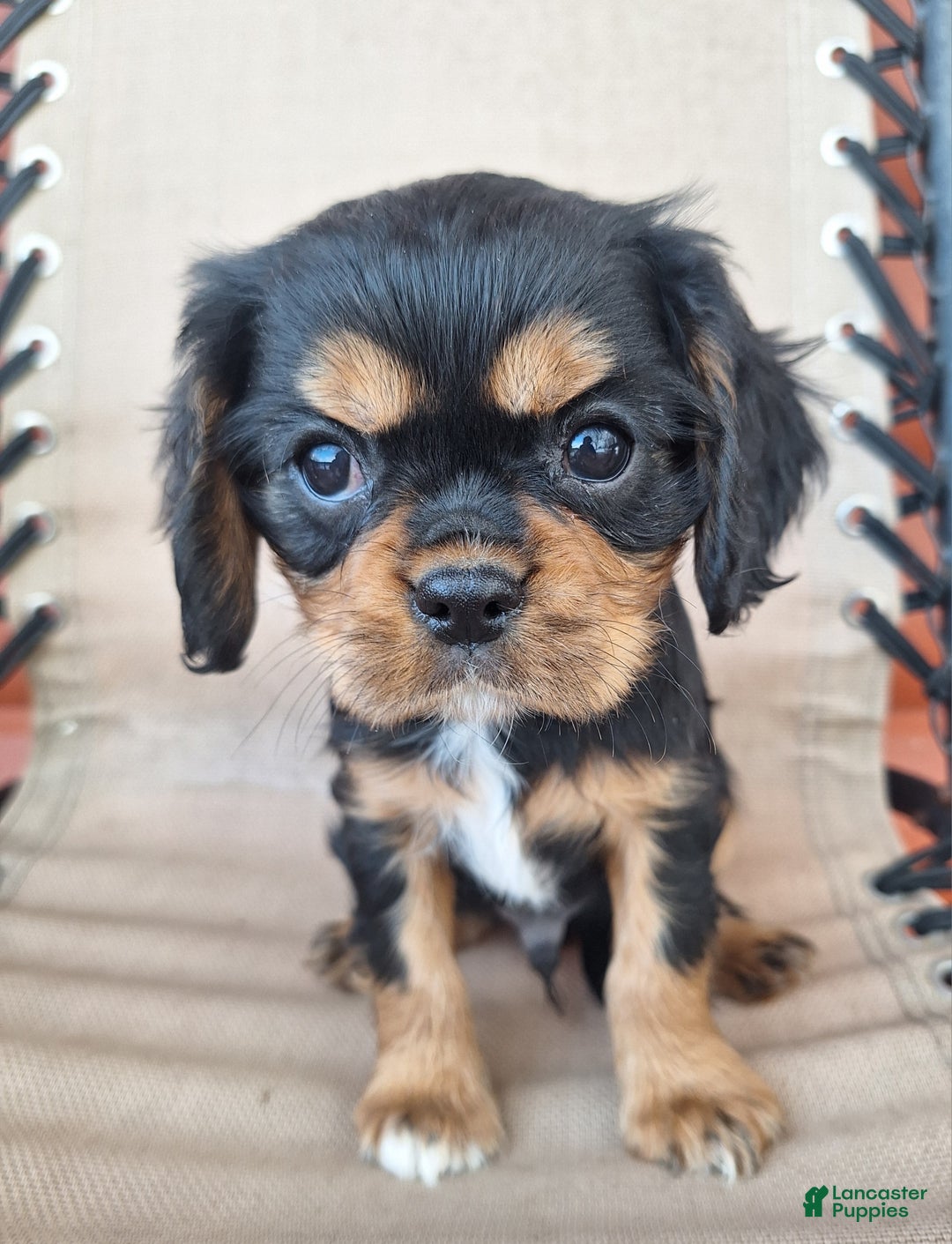 Cavalier King Charles Spaniel dogs for sale: Bear - Ad 2