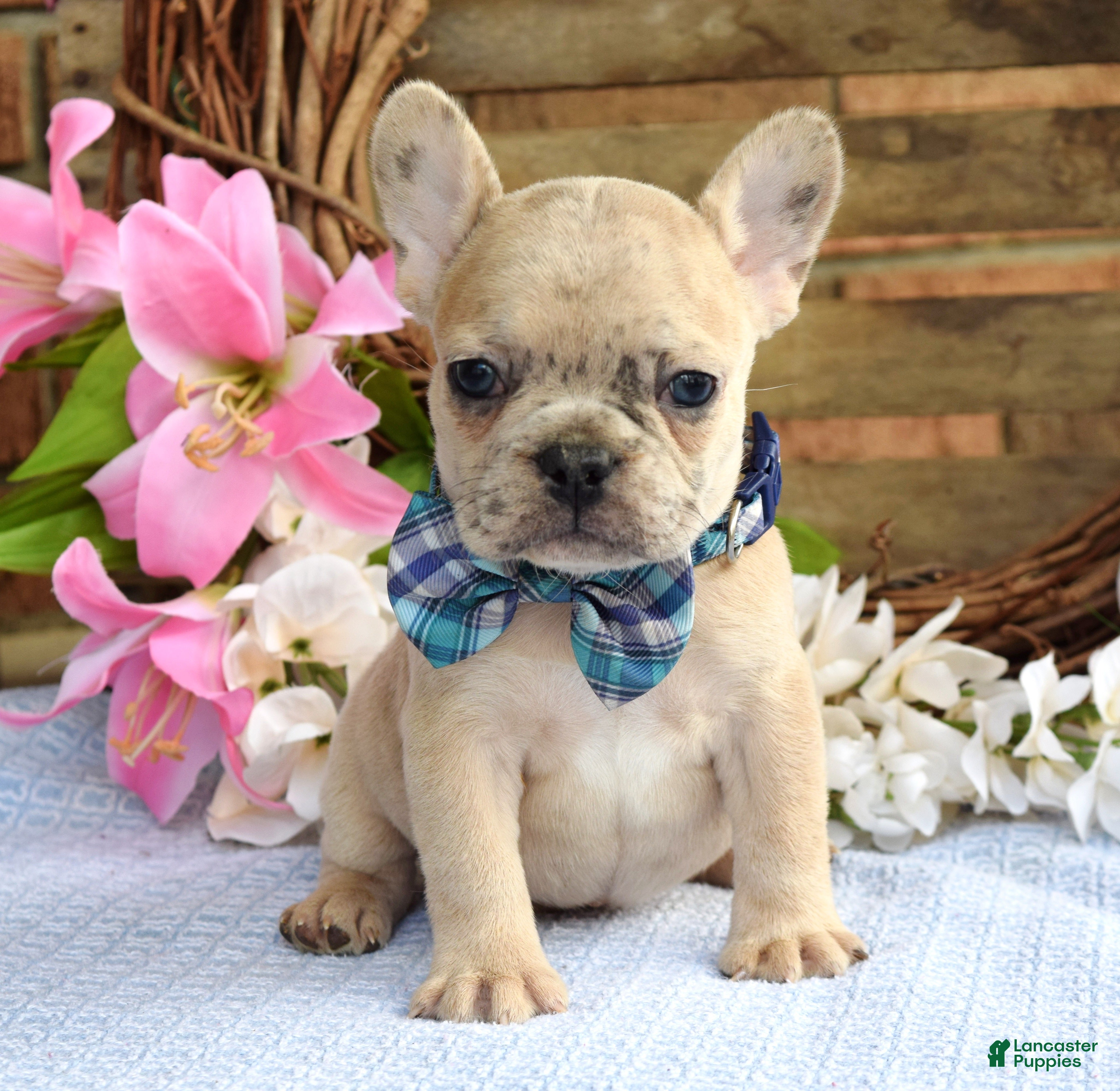 French Bulldog dogs Finn  - Ad 2