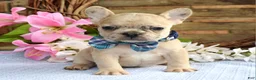 French Bulldog dogs for sale: Finn  - Ad 2