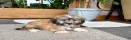 Mixed Breed dogs for sale: Lhasa/Coton male 2 - Ad 8
