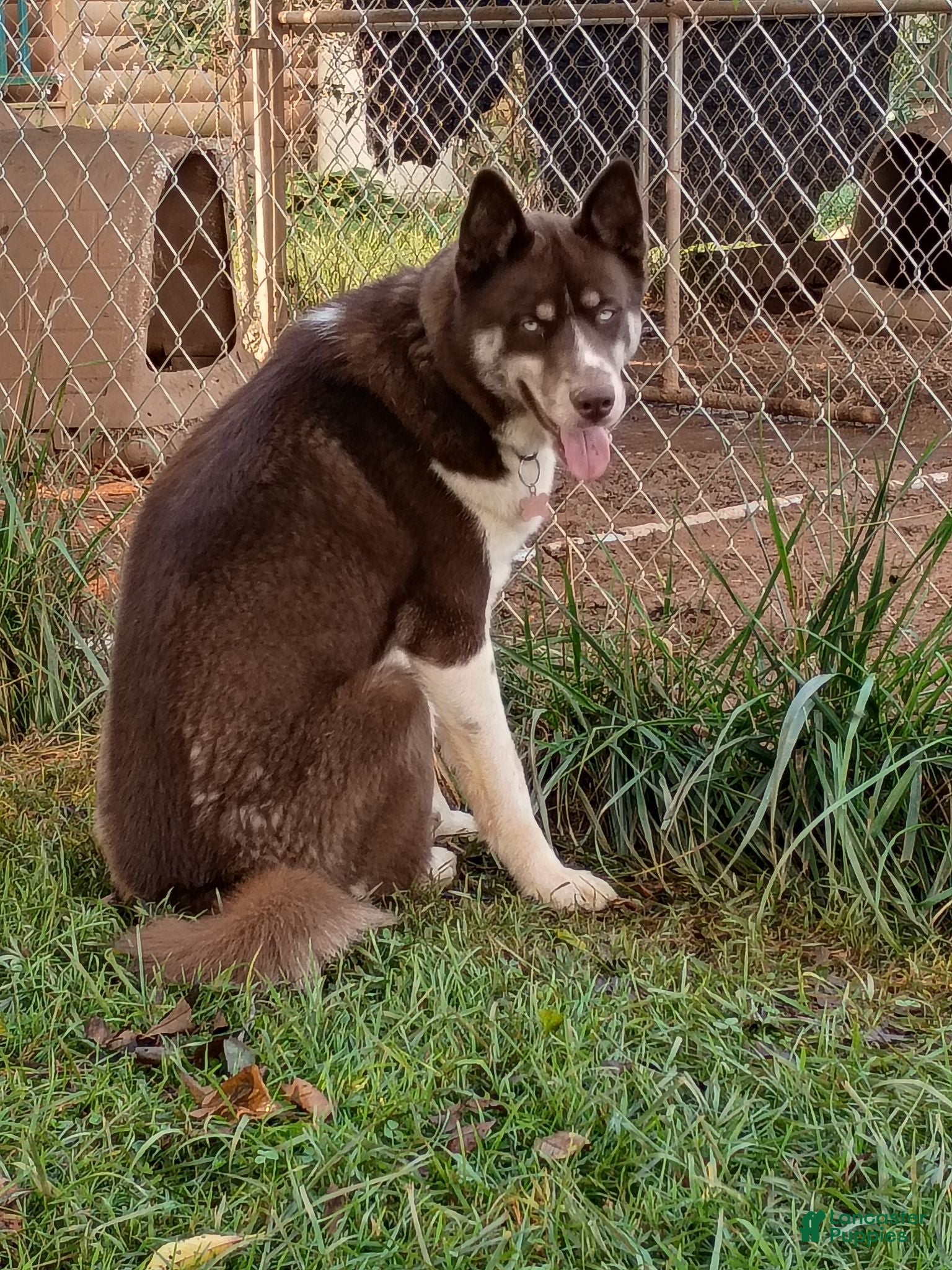 Siberian Husky dogs Brown 9 month old - Ad 1
