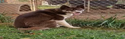Siberian Husky dogs for sale: Brown 9 month old - Ad 1