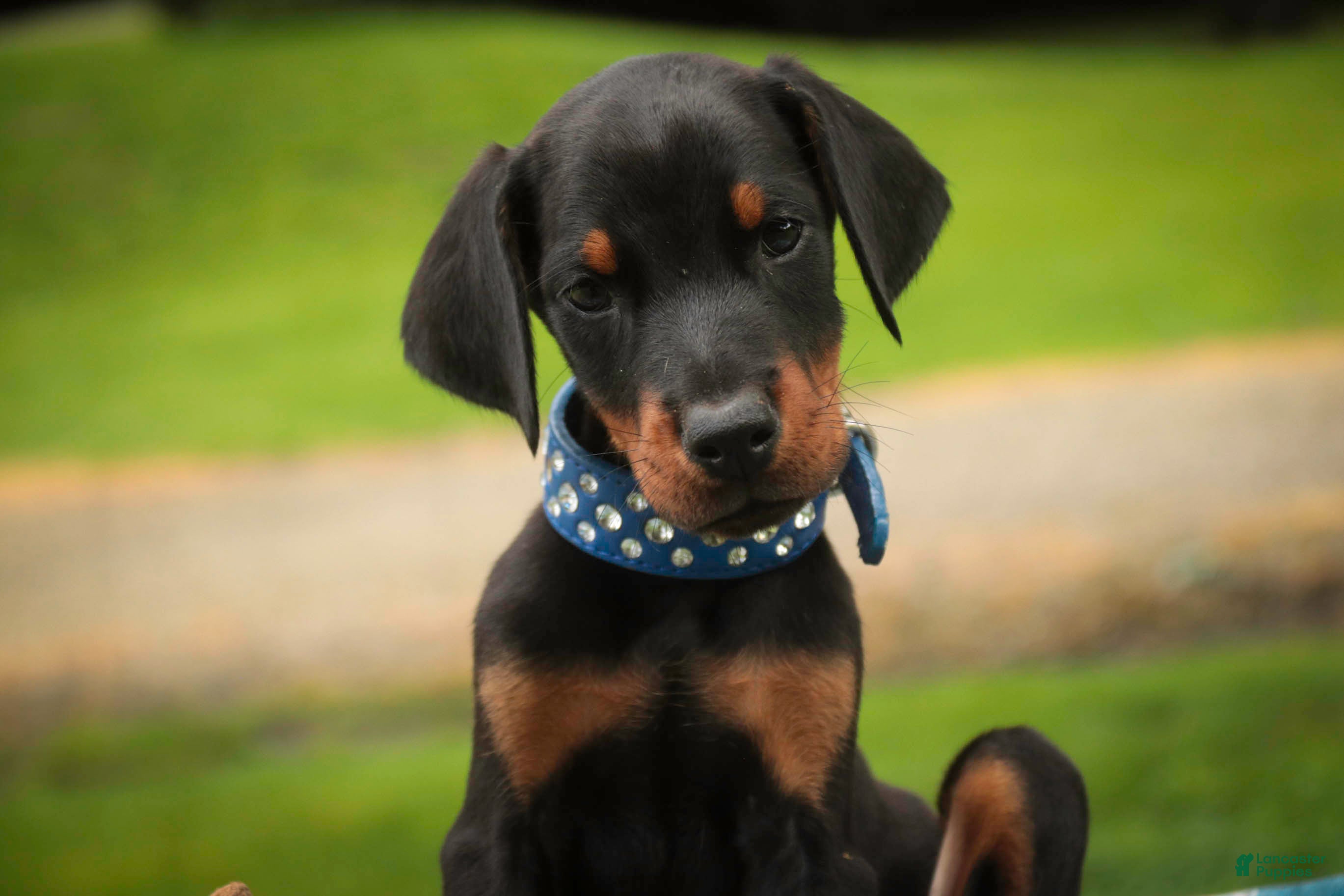 Doberman Pinscher dogs Malcolm - Ad 1