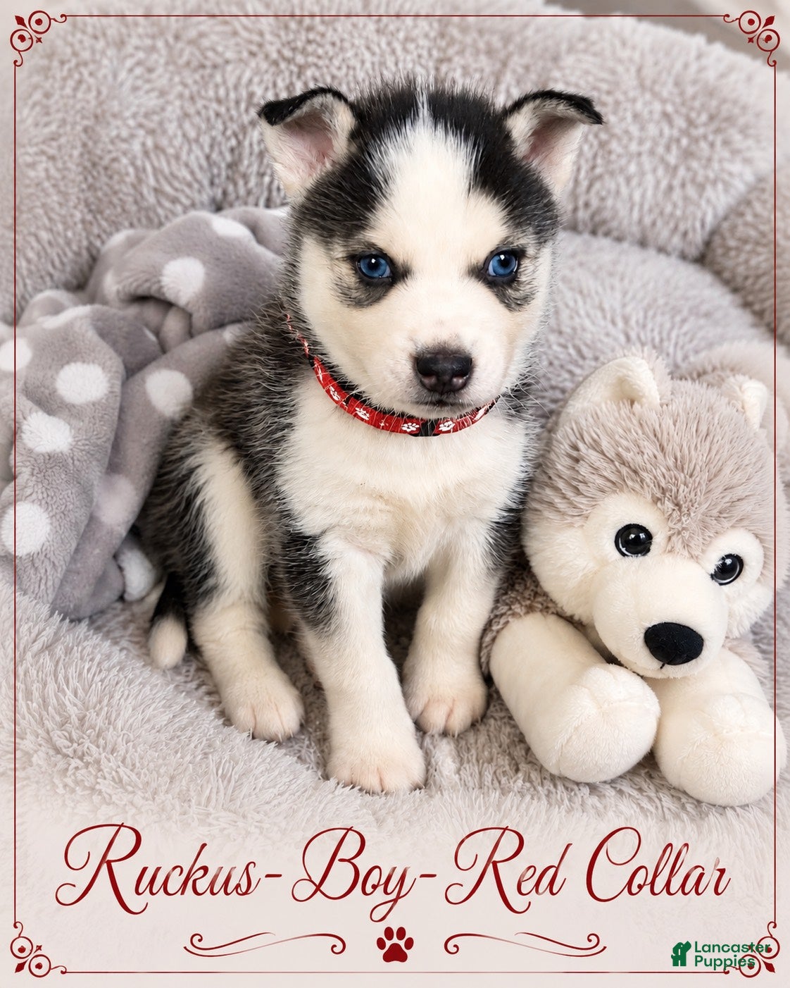 Pomsky dogs Ruckus- Red Collar - Ad 25
