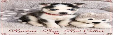 Ruckus- Red Collar