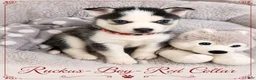 Pomsky dogs for sale: Ruckus- Red Collar - Ad 1