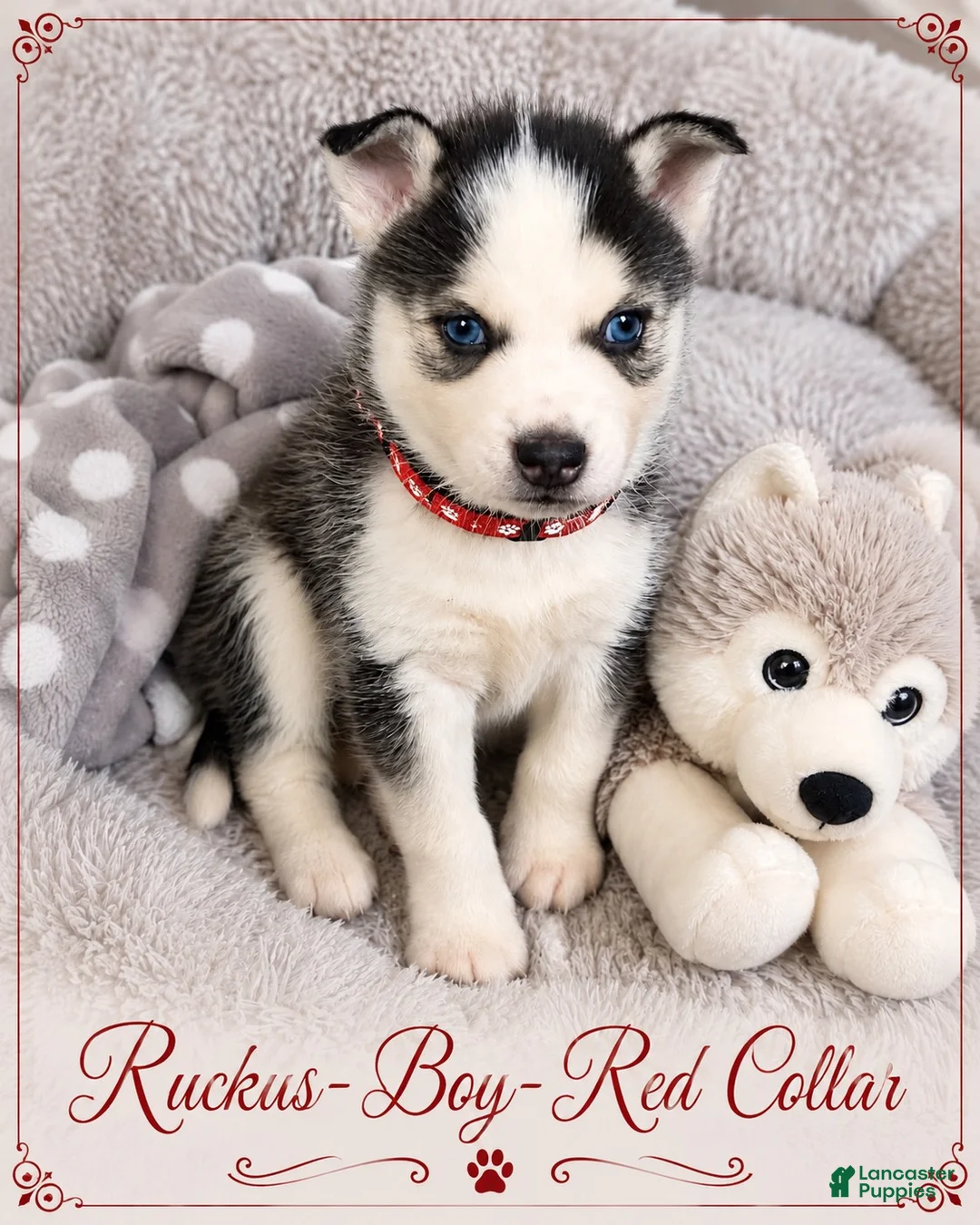 Pomsky dogs for sale: Ruckus- Red Collar - Ad 1