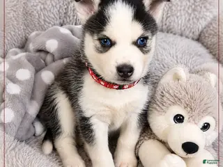 Pomsky dogs Ruckus- Red Collar - Ad 25