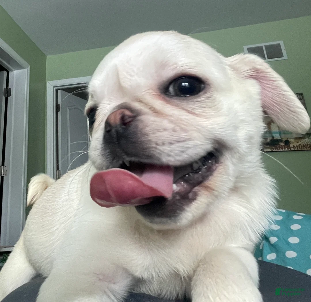 Pug dogs for sale: Coco  - Ad 1