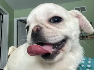 Pug dogs for sale: Coco - Ad 2