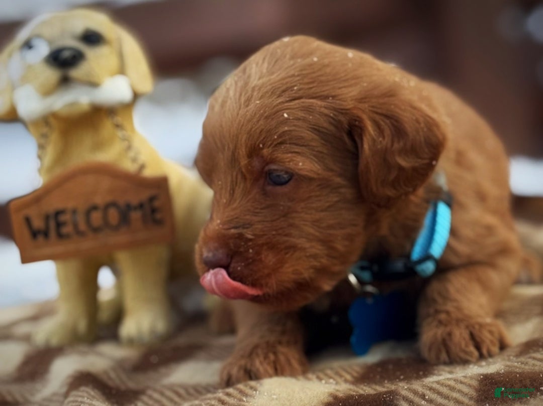 Labradoodle dogs for sale: Labradoodle Puppy 1 - Ad 16