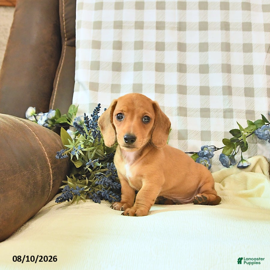 Miniature Dachshund dogs Hunter - Ad 1