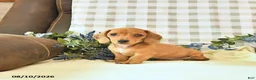 Miniature Dachshund dogs for sale: Hunter - Ad 1