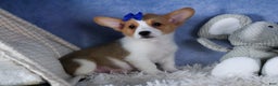 Welsh Corgi Pembroke dogs for sale: Larry - Ad 1