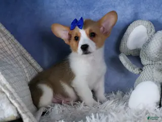 Welsh Corgi Pembroke dogs Larry - Ad 13