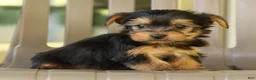 Yorkshire Terrier dogs for sale: Danny - Ad 3