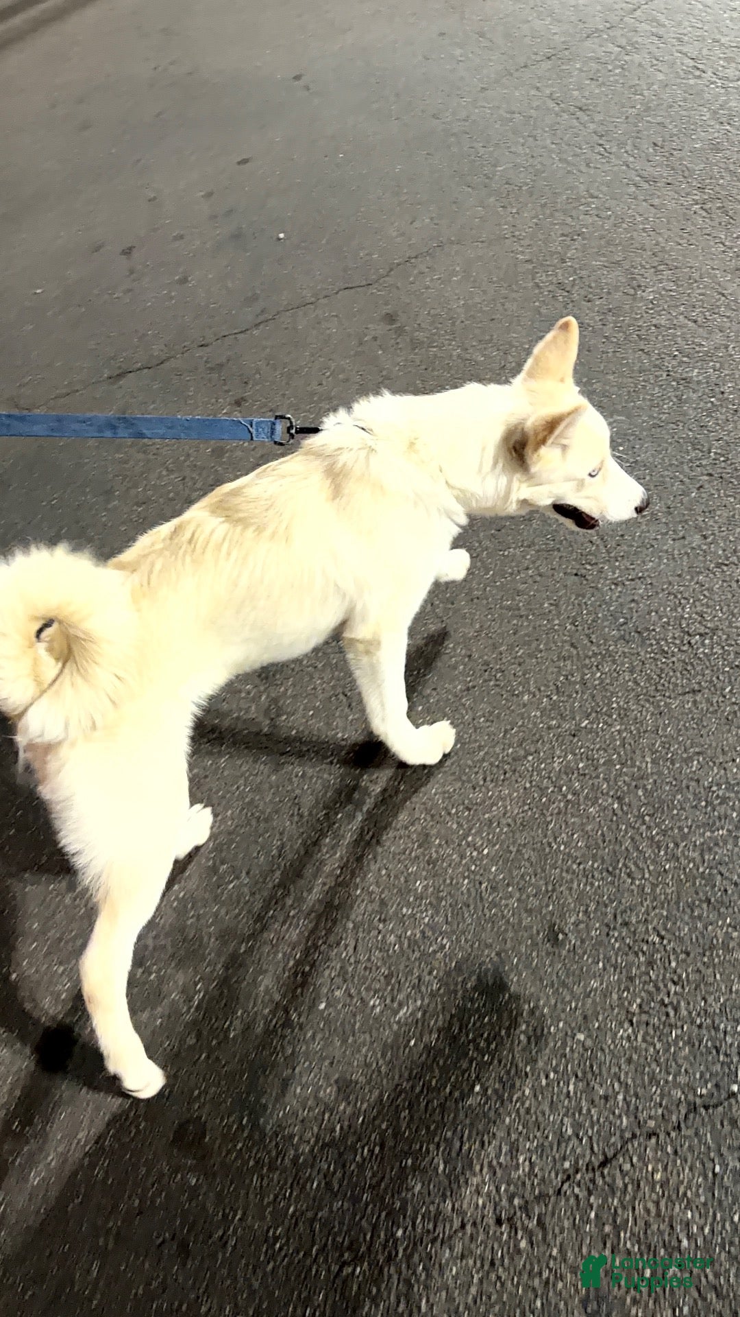 Mixed Breed dogs Mixed Breed 1 - Ad 37