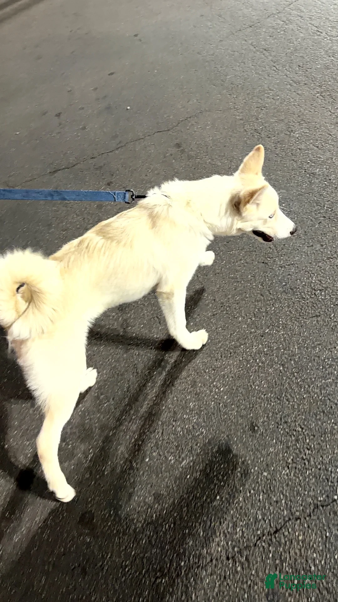 Mixed Breed dogs for sale: Mixed Breed 1 - Ad 1