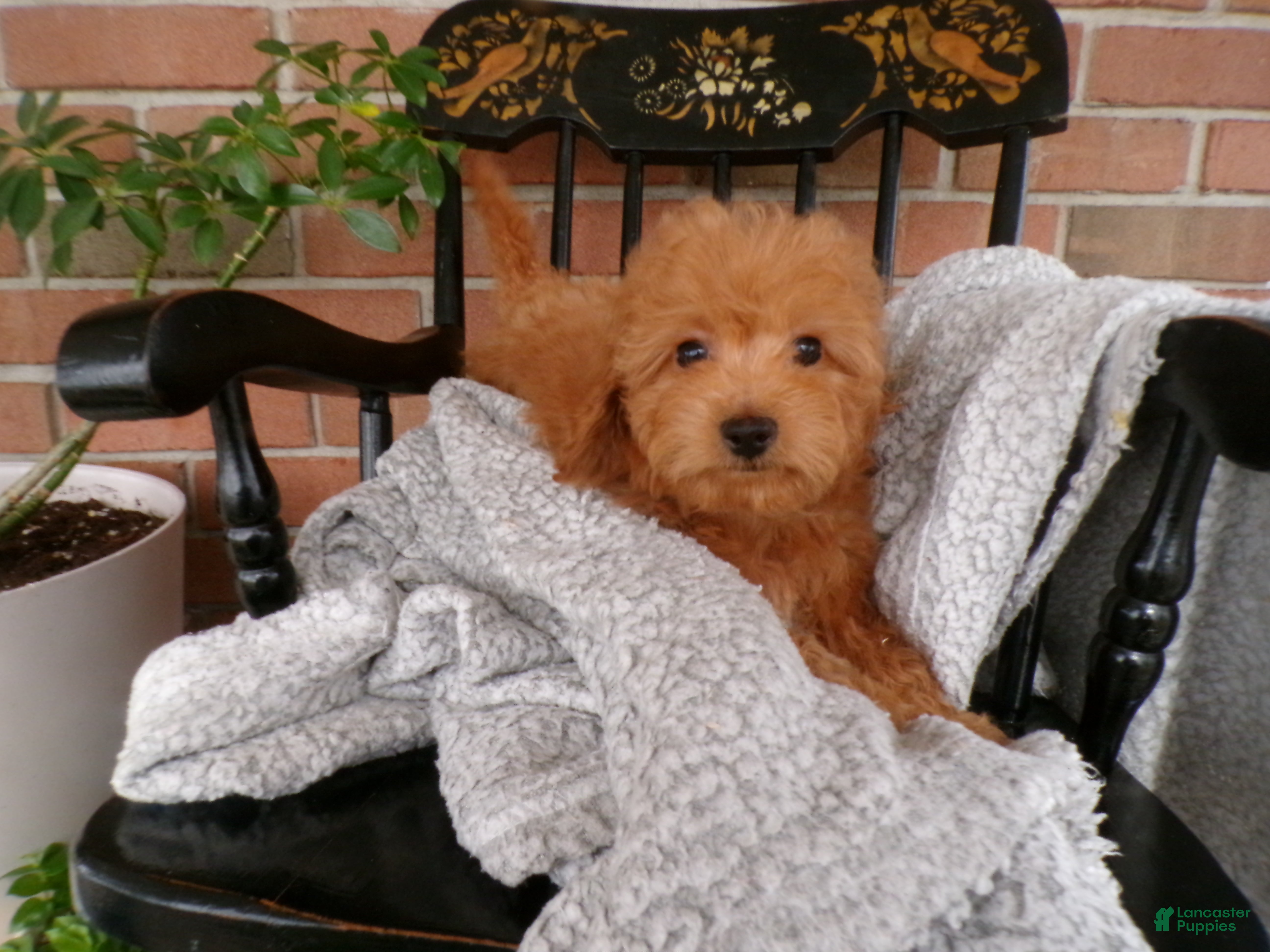 Mini Goldendoodle dogs Beau - Ad 2