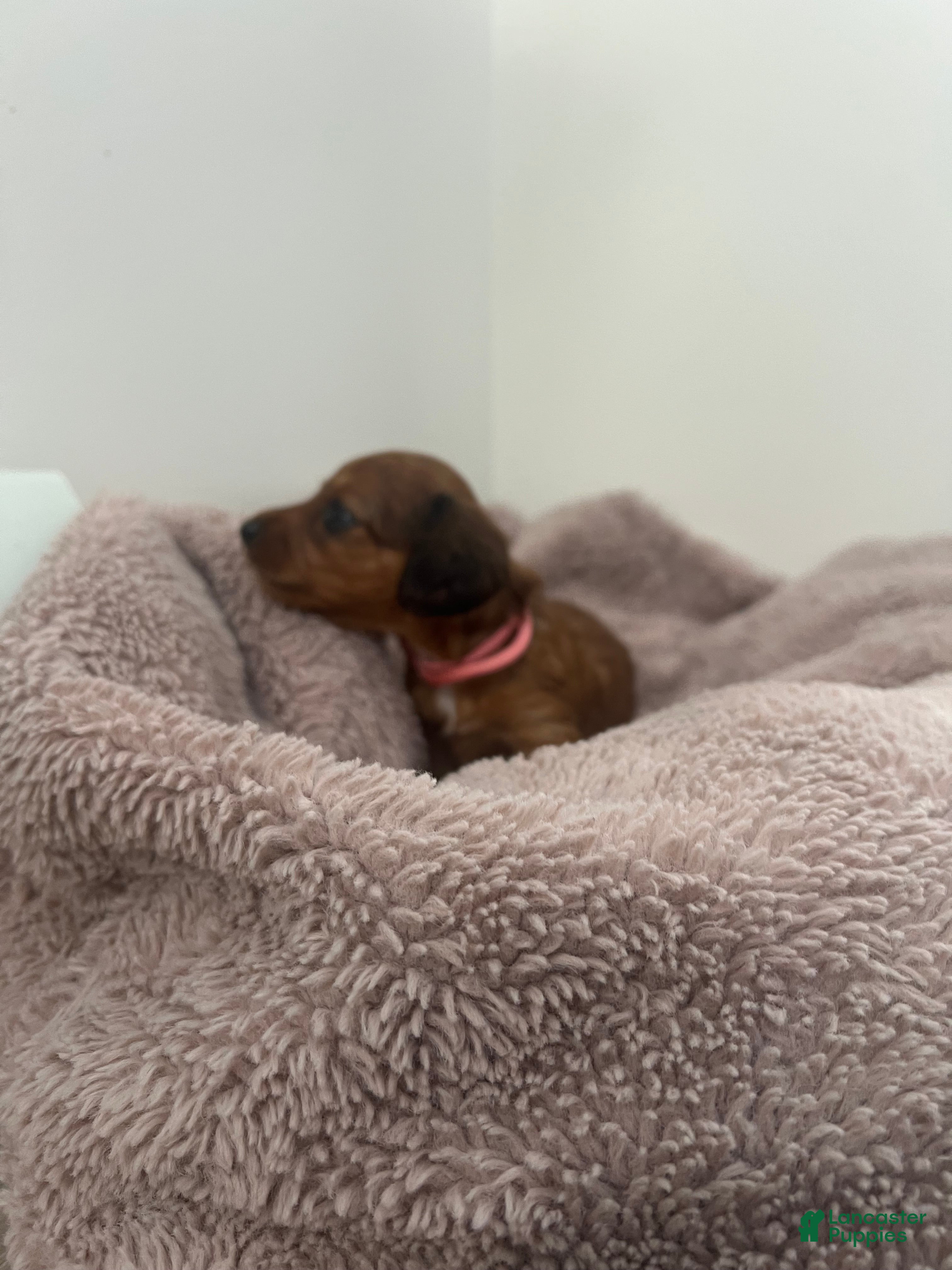 Miniature Dachshund dogs Lilly - Ad 2