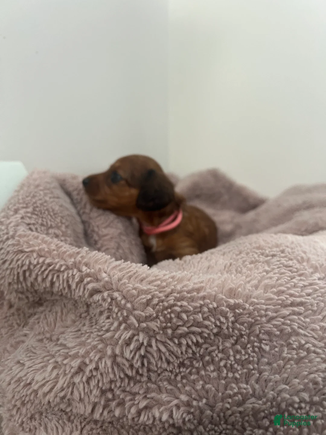 Miniature Dachshund dogs for sale: Lilly - Ad 2