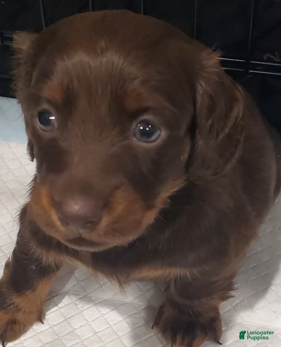 Miniature Dachshund dogs for sale: Miniature Dachshund 1 - Ad 2