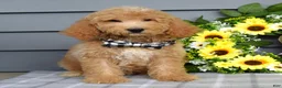Goldendoodle dogs for sale: Jackson - Ad 7