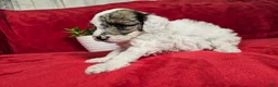 Mini Goldendoodle dogs for sale: Sage - Ad 14