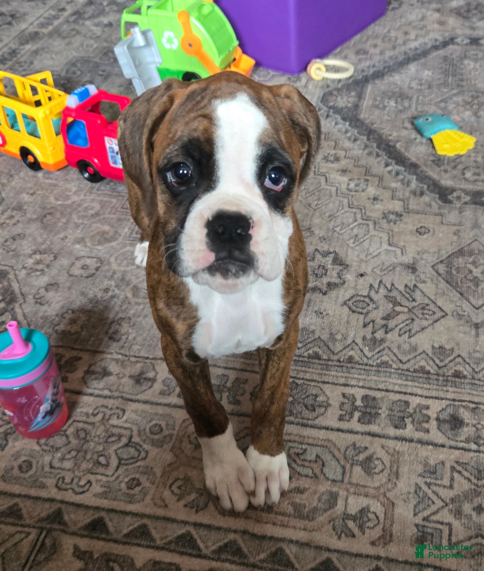 Boxer dogs Diamond  - Ad 1