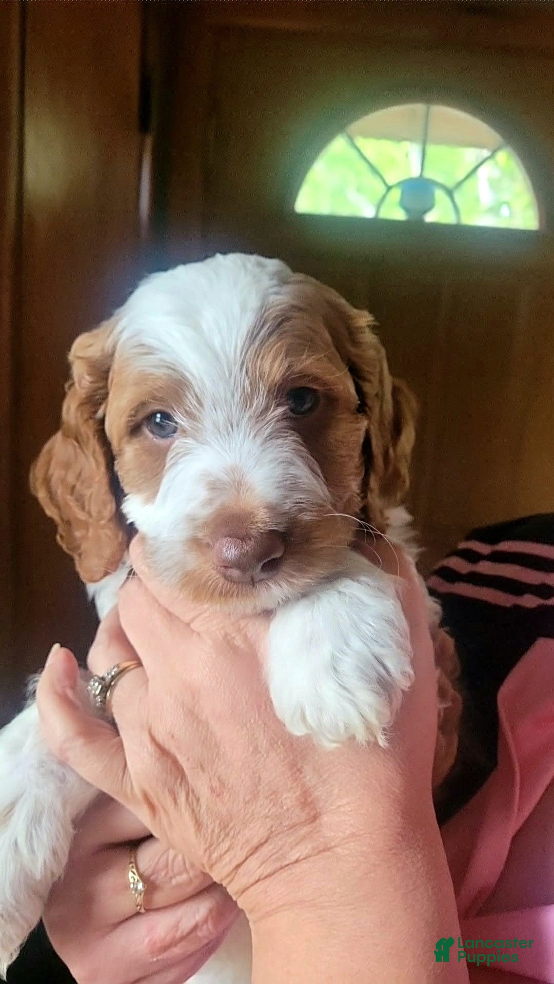 Mini Goldendoodle dogs Mini Goldendoodle Male 1 - Ad 5
