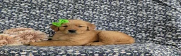 Golden Retriever dogs for sale: Zoie AKC Reg - Ad 4