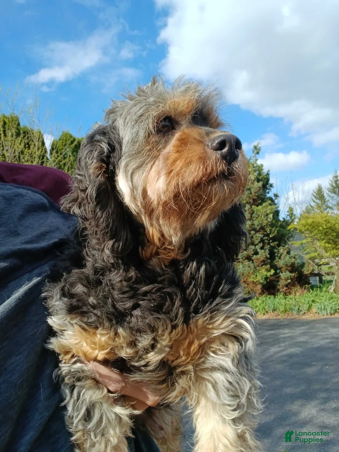 Cavapoo dogs for sale: Cavapoo Puppy 5 - Ad 2
