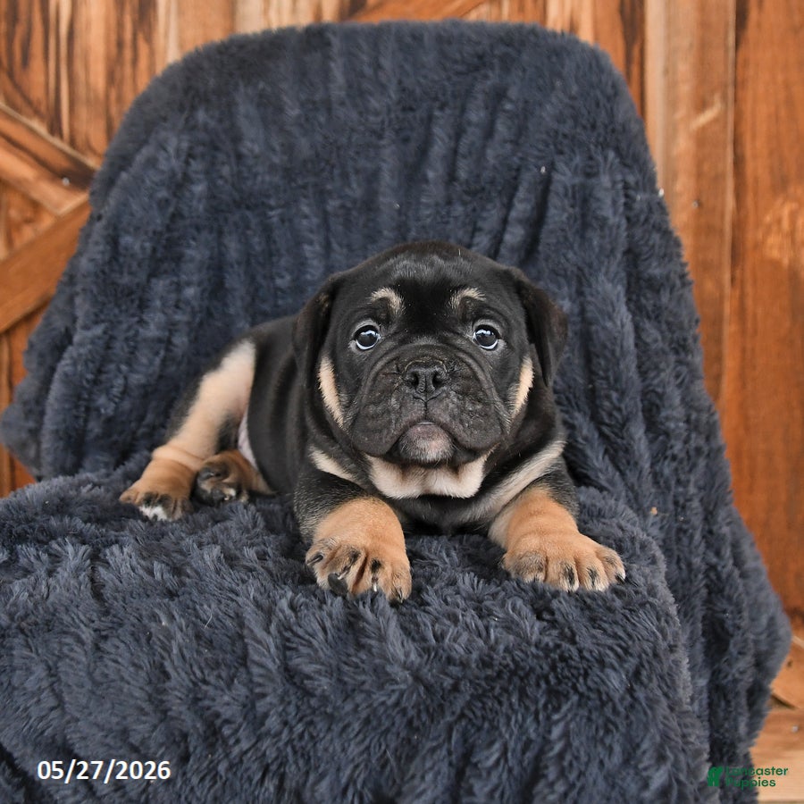 English Bulldog dogs for sale: Daphne - Ad 3