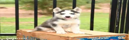 Siberian Husky dogs for sale: Barbie - Ad 5