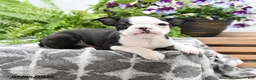 Boston Terrier dogs for sale: Walter - Ad 2