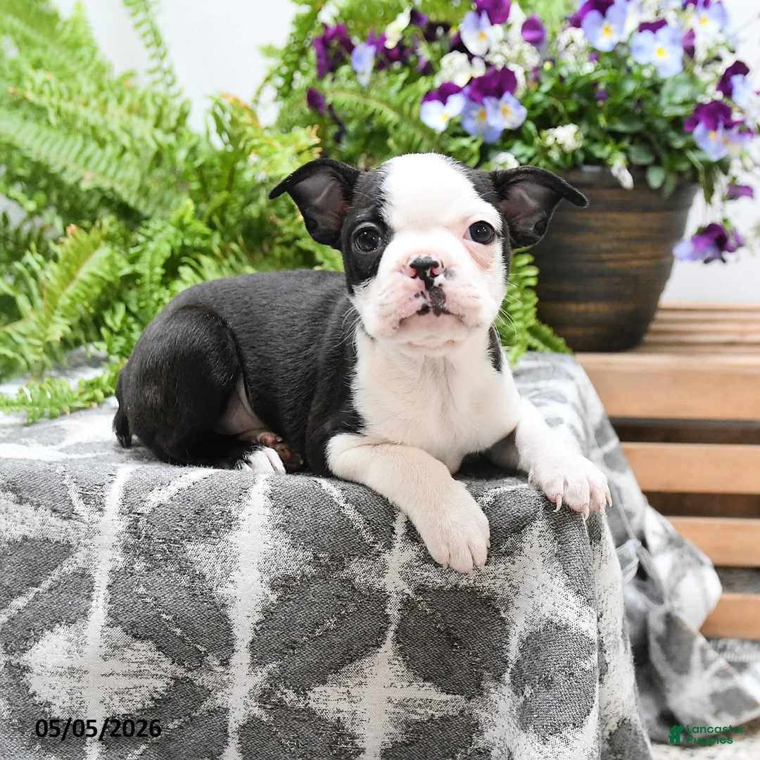 Boston Terrier dogs for sale: Walter - Ad 2